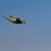 Penice vlasska - Sylvia nisoria - Barred Warbler 5420